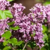 Syringa Bloomerang® 'Dark Purple' (Sering 'Bloomerang® 'Dark Purple'')