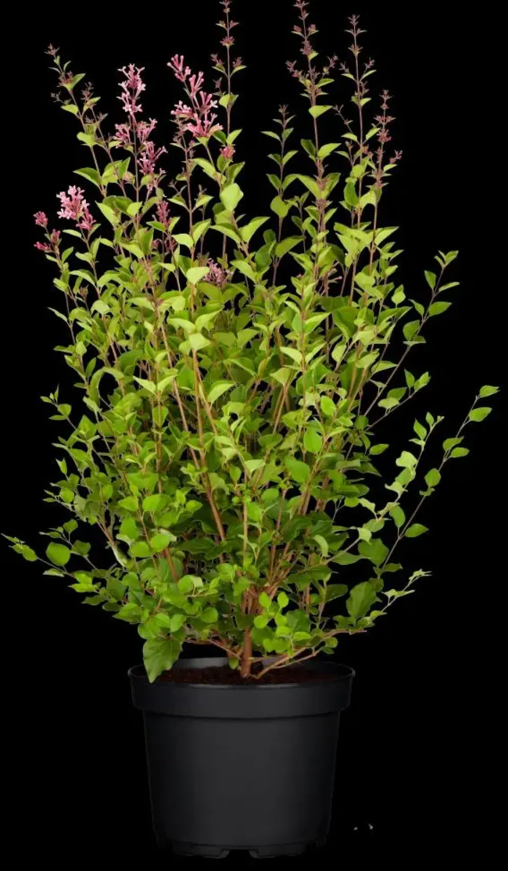 Syringa Bloomerang® 'Dark Purple' (Sering 'Bloomerang® 'Dark Purple'')