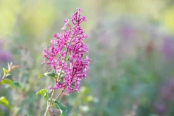 Syringa Bloomerang® 'Dark Purple' (Sering 'Bloomerang® 'Dark Purple'')