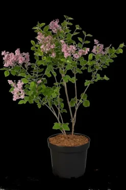 Syringa Bloomerang® 'Dark Purple' (Sering 'Bloomerang® 'Dark Purple'')