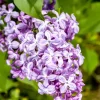 Syringa vulgaris (Gewone sering)
