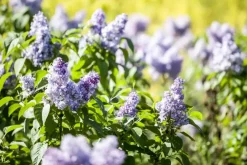 Syringa vulgaris (Gewone sering)