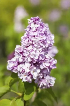 Syringa vulgaris (Gewone sering)