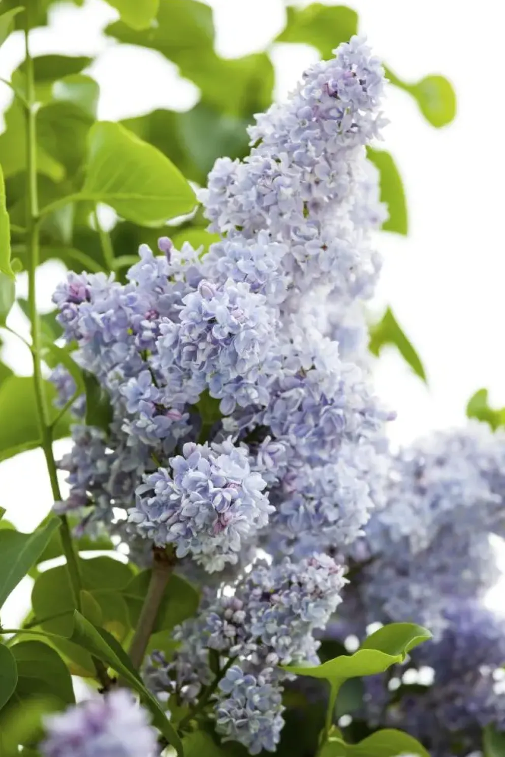 Syringa vulgaris (Gewone sering)