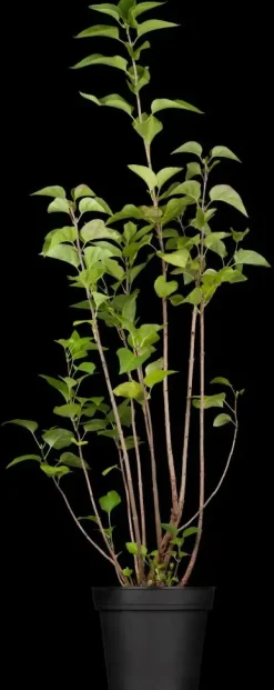 Syringa vulgaris (Gewone sering)