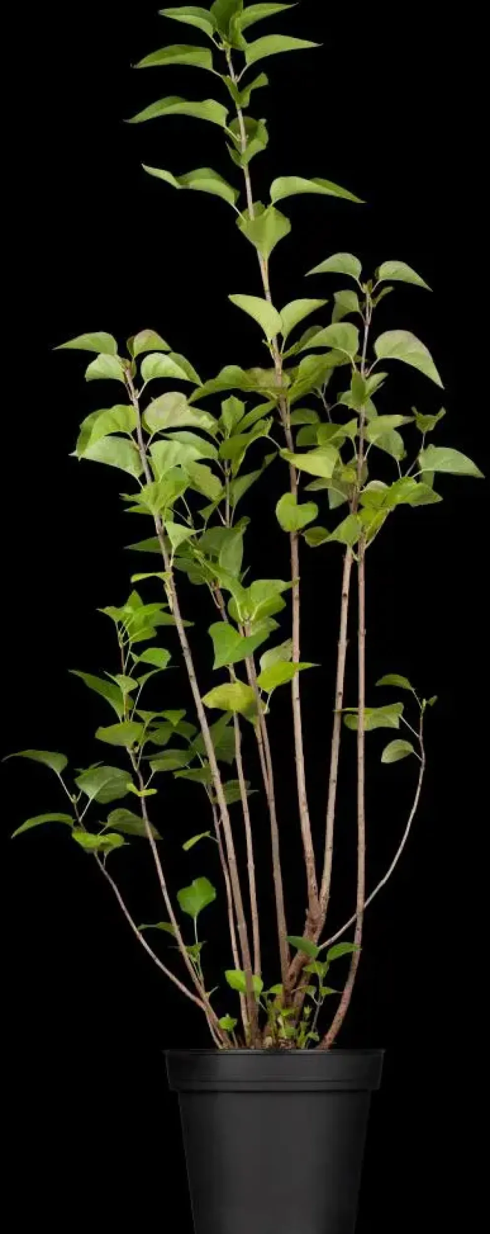 Syringa vulgaris (Gewone sering)