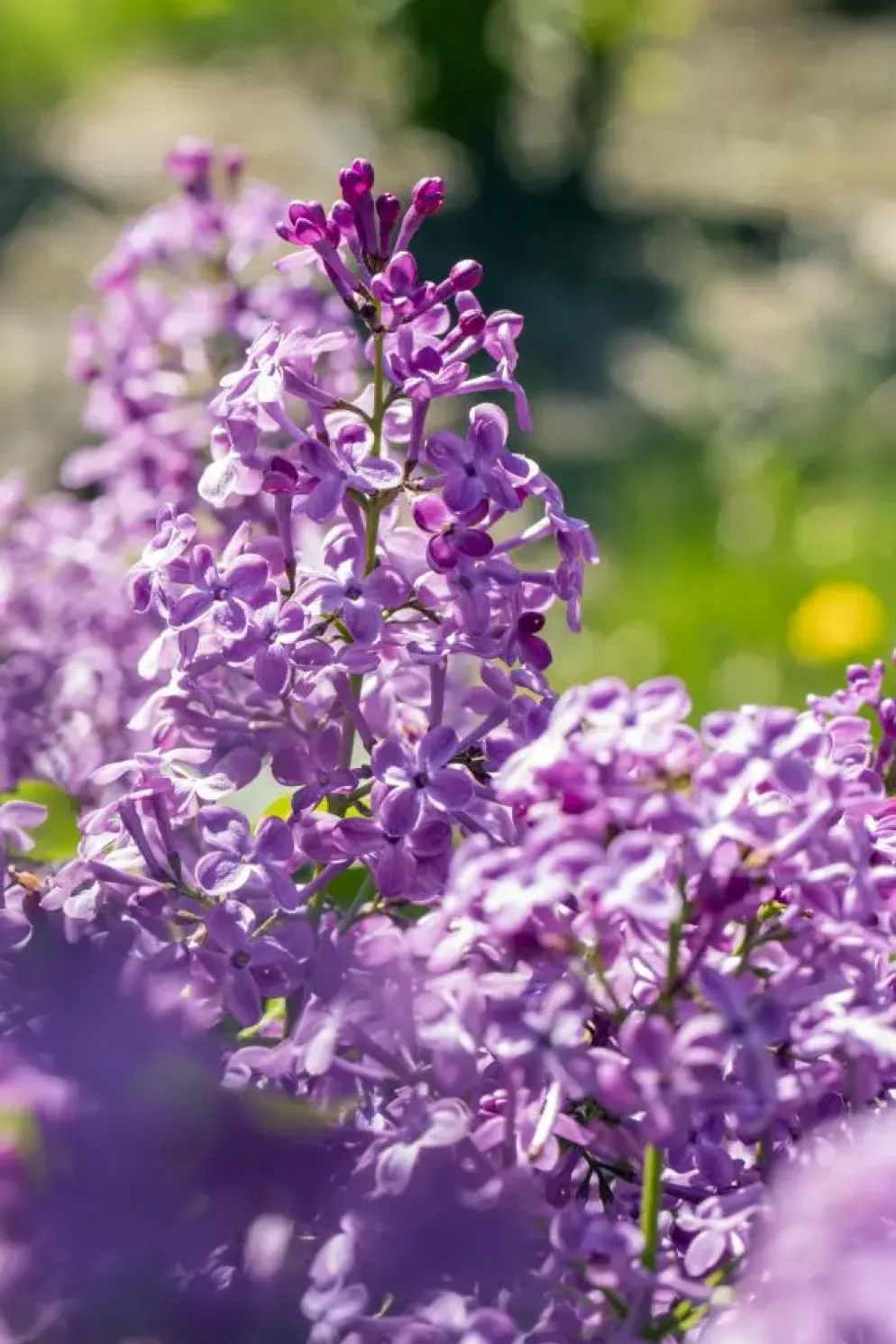 Syringa vulgaris (Gewone sering)