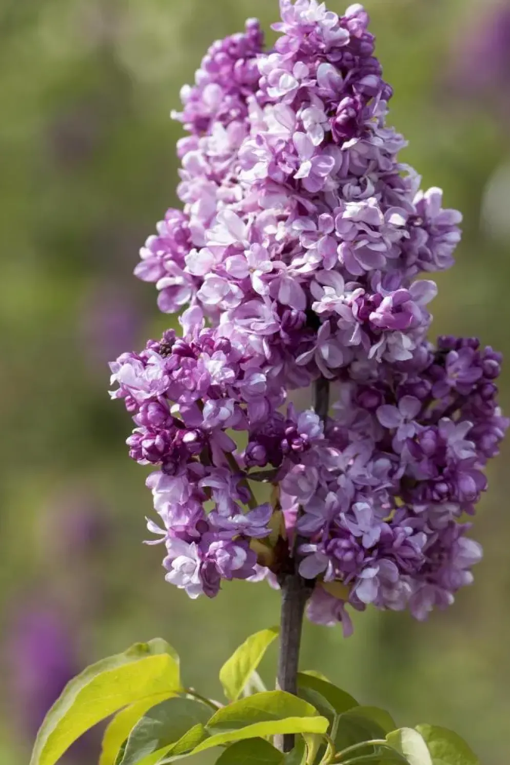 Syringa vulgaris (Gewone sering)