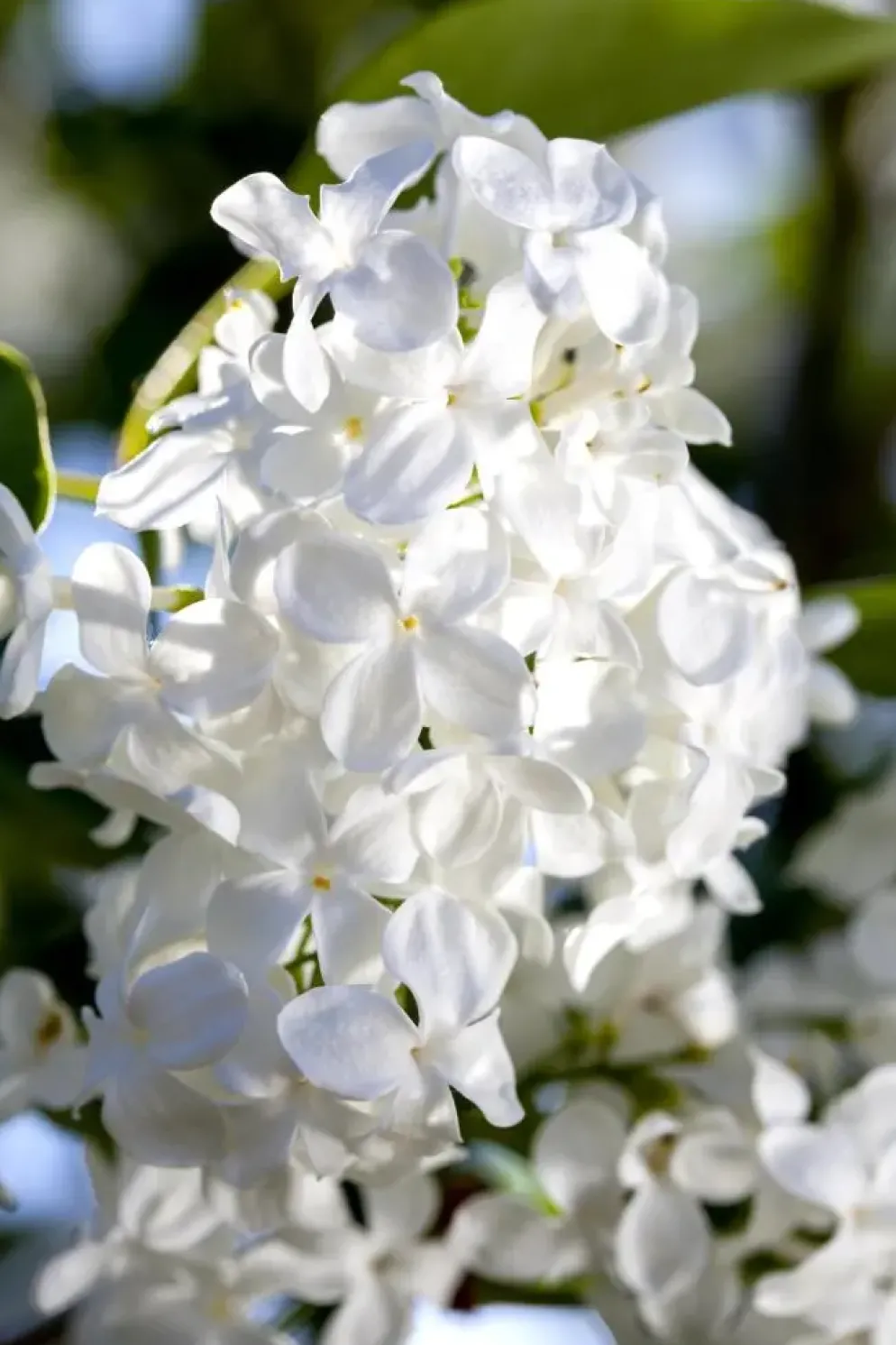Syringa vulgaris (Gewone sering)