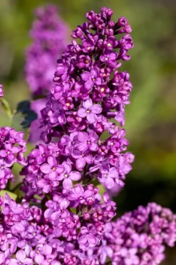 Syringa vulgaris (Gewone sering)