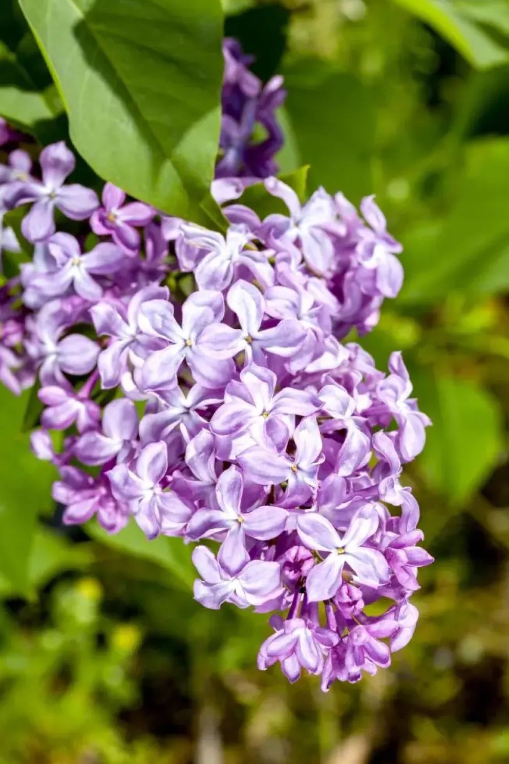 Syringa vulgaris (Gewone sering)