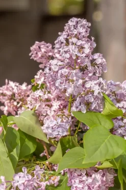 Syringa vulgaris (Gewone sering)