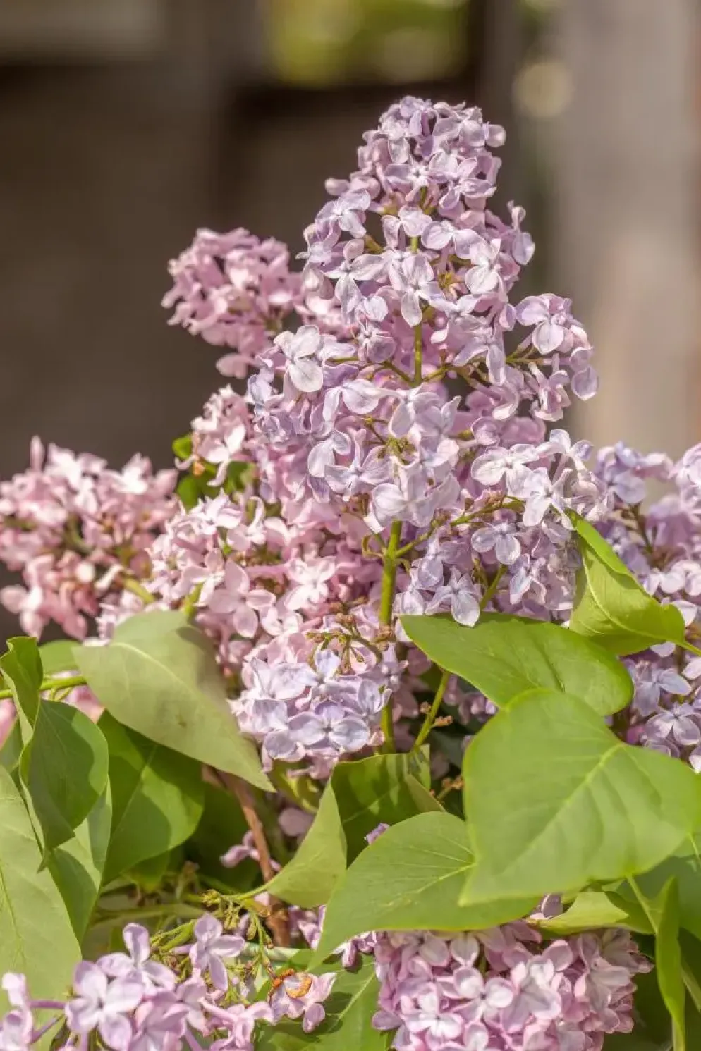 Syringa vulgaris (Gewone sering)