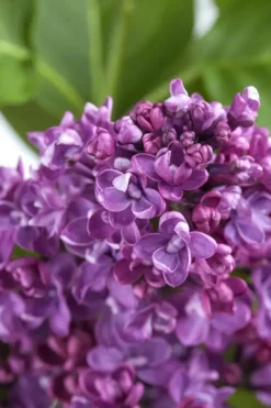Syringa vulgaris (Gewone sering)