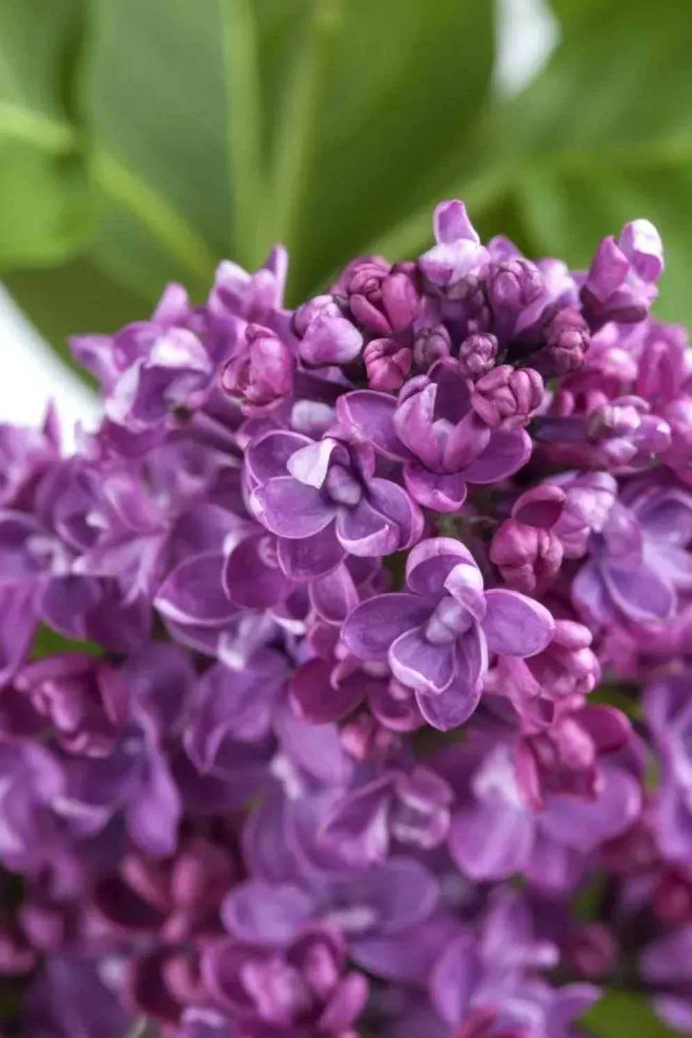 Syringa vulgaris (Gewone sering)