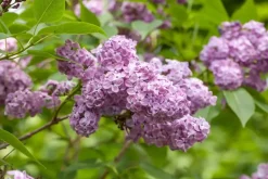 Syringa vulgaris (Gewone sering)