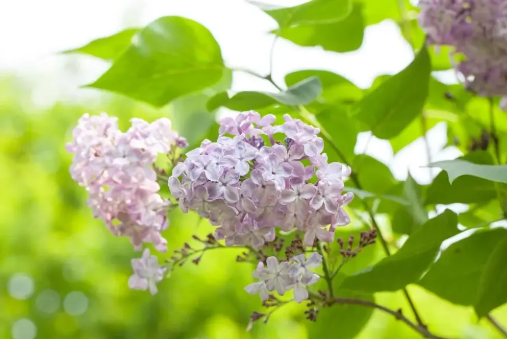 Syringa vulgaris (Gewone sering)