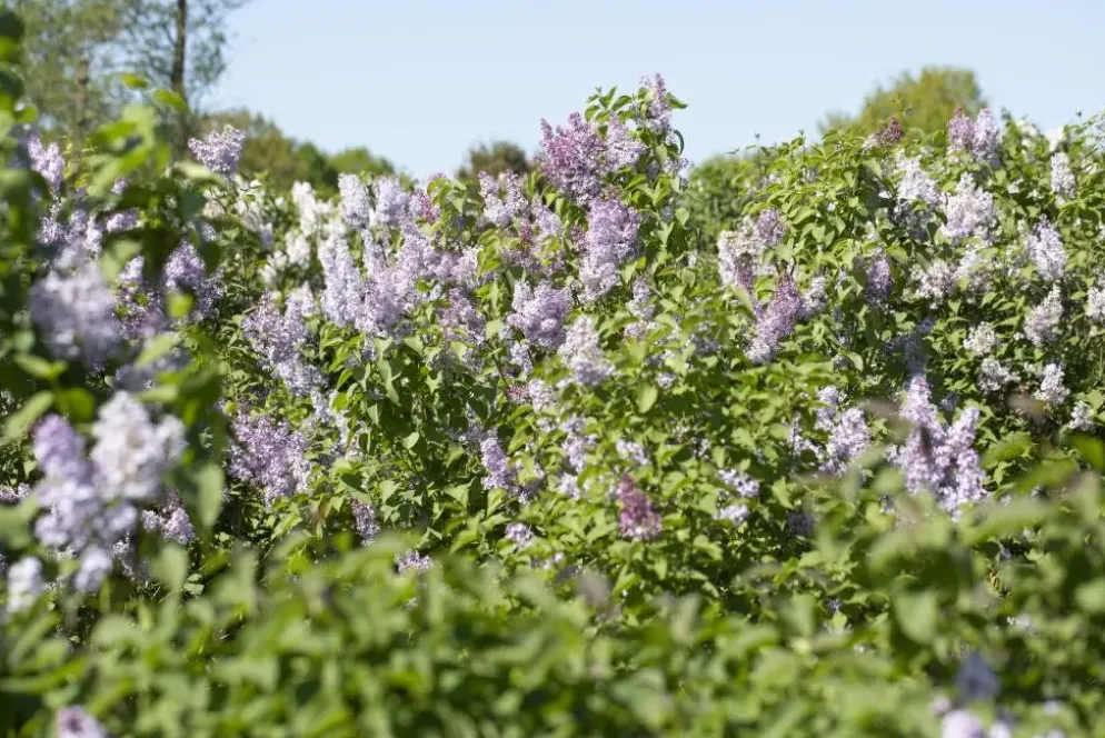 Syringa vulgaris (Gewone sering)