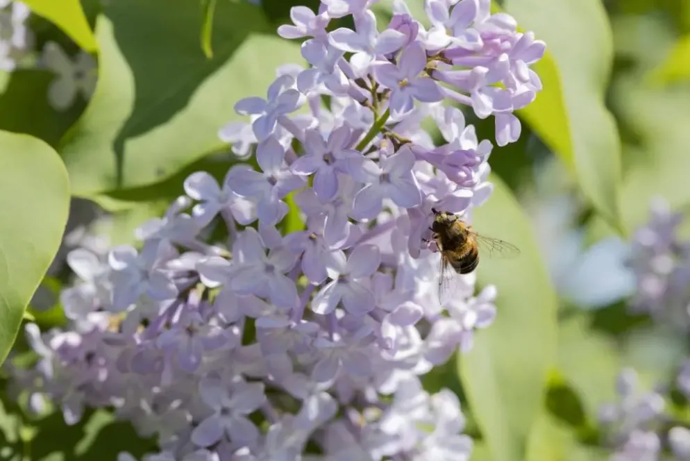 Syringa vulgaris (Gewone sering)