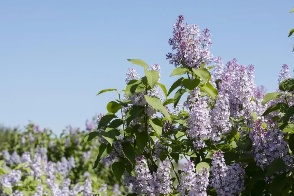 Syringa vulgaris (Gewone sering)