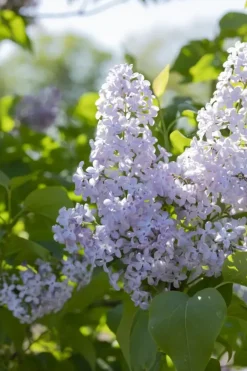 Syringa vulgaris (Gewone sering)