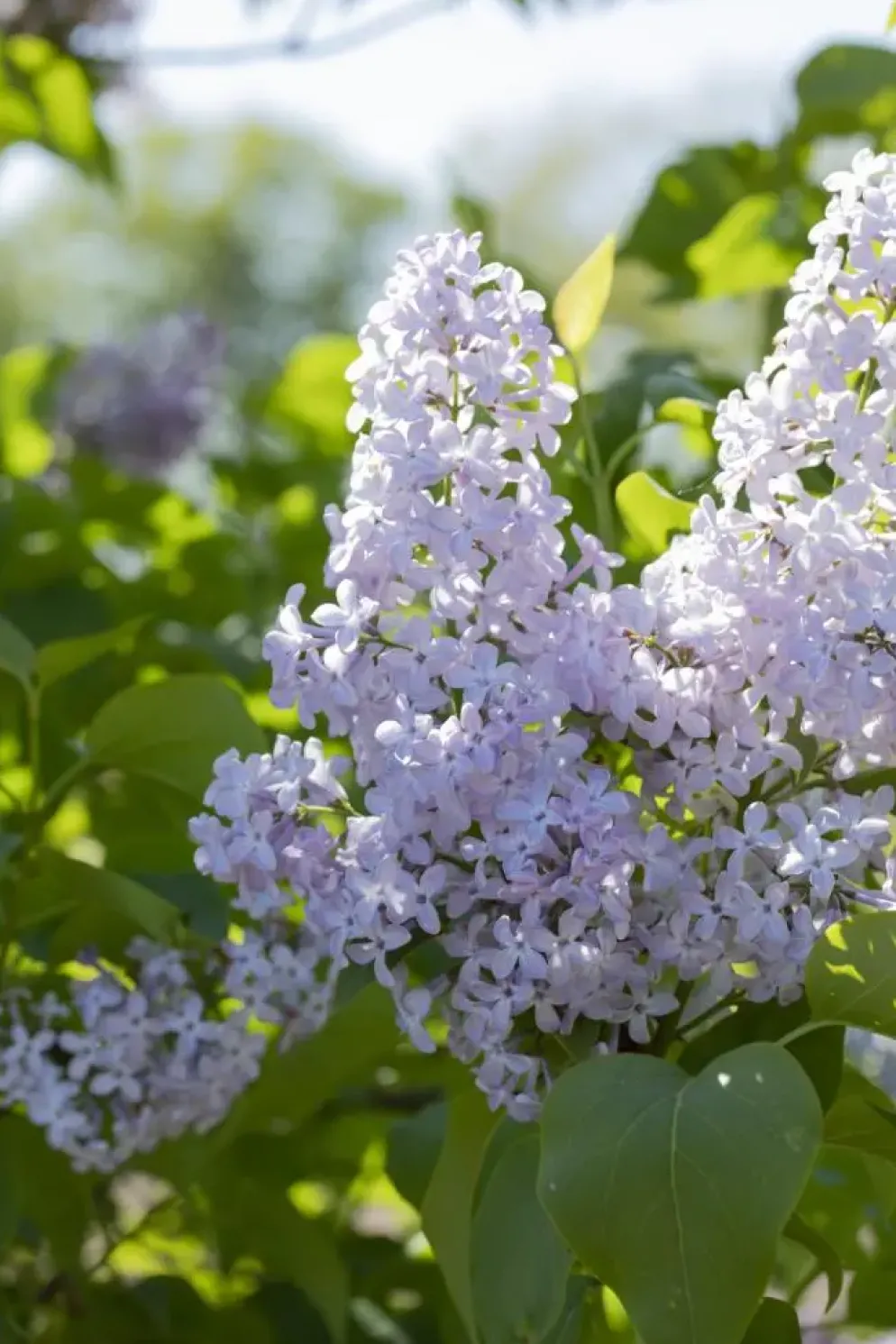 Syringa vulgaris (Gewone sering)