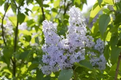 Syringa vulgaris (Gewone sering)