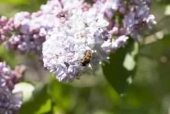 Syringa vulgaris (Gewone sering)