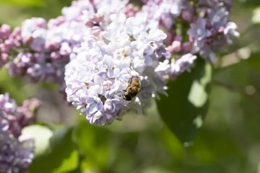 Syringa vulgaris (Gewone sering)