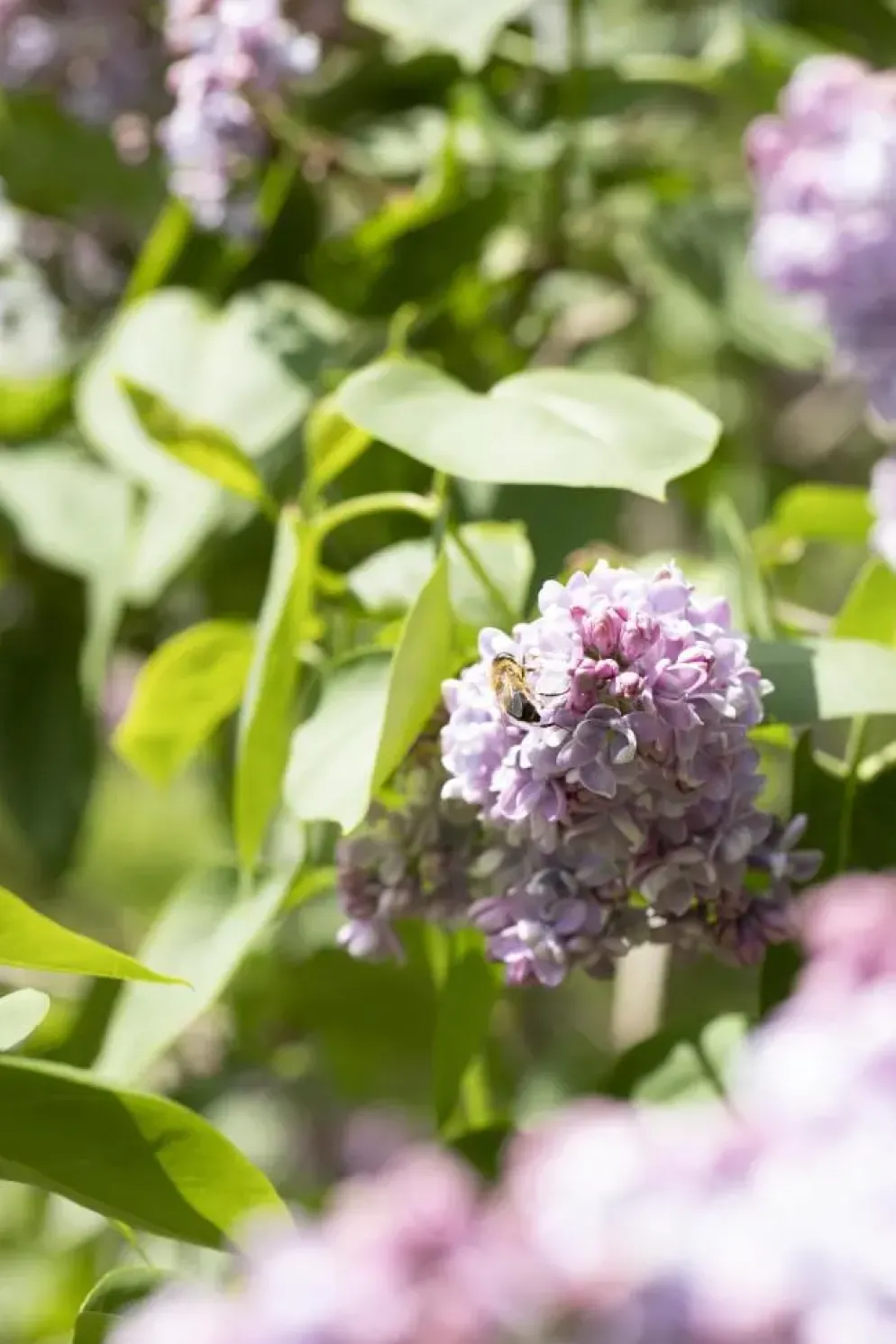 Syringa vulgaris (Gewone sering)