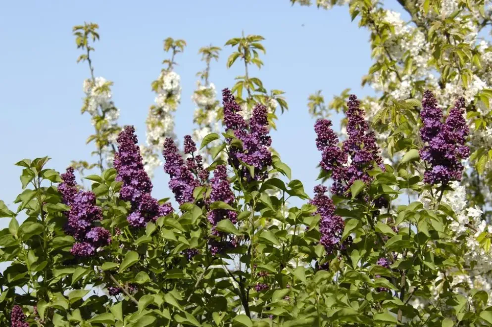 Syringa vulgaris (Gewone sering)