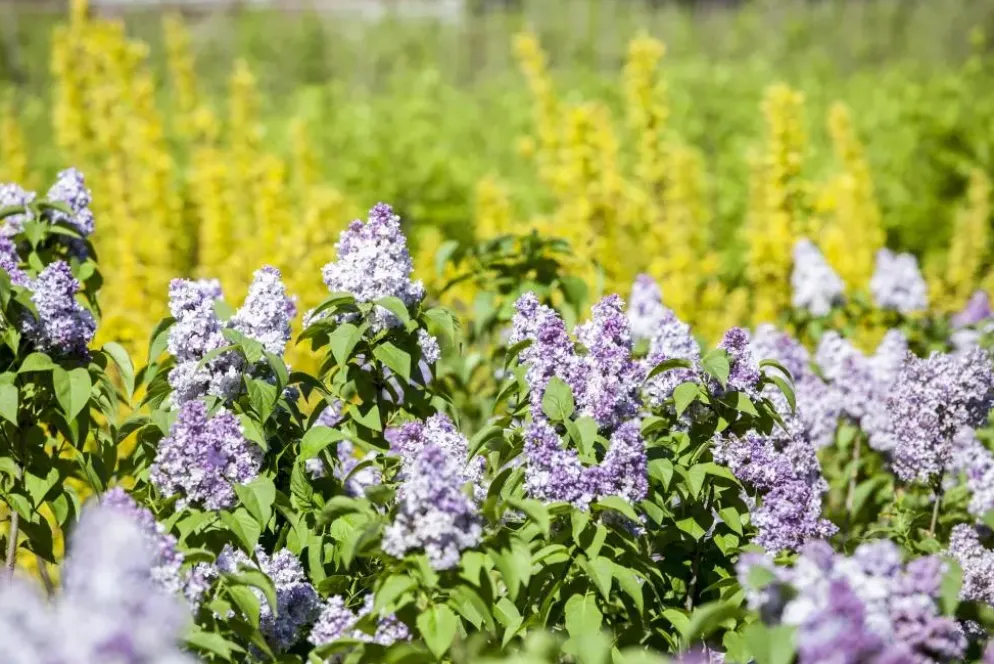 Syringa vulgaris (Gewone sering)