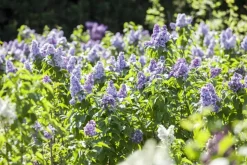 Syringa vulgaris (Gewone sering)