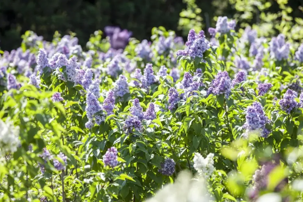 Syringa vulgaris (Gewone sering)