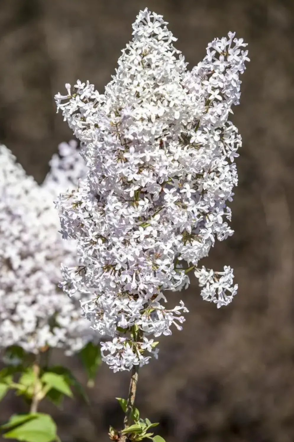 Syringa vulgaris (Gewone sering)