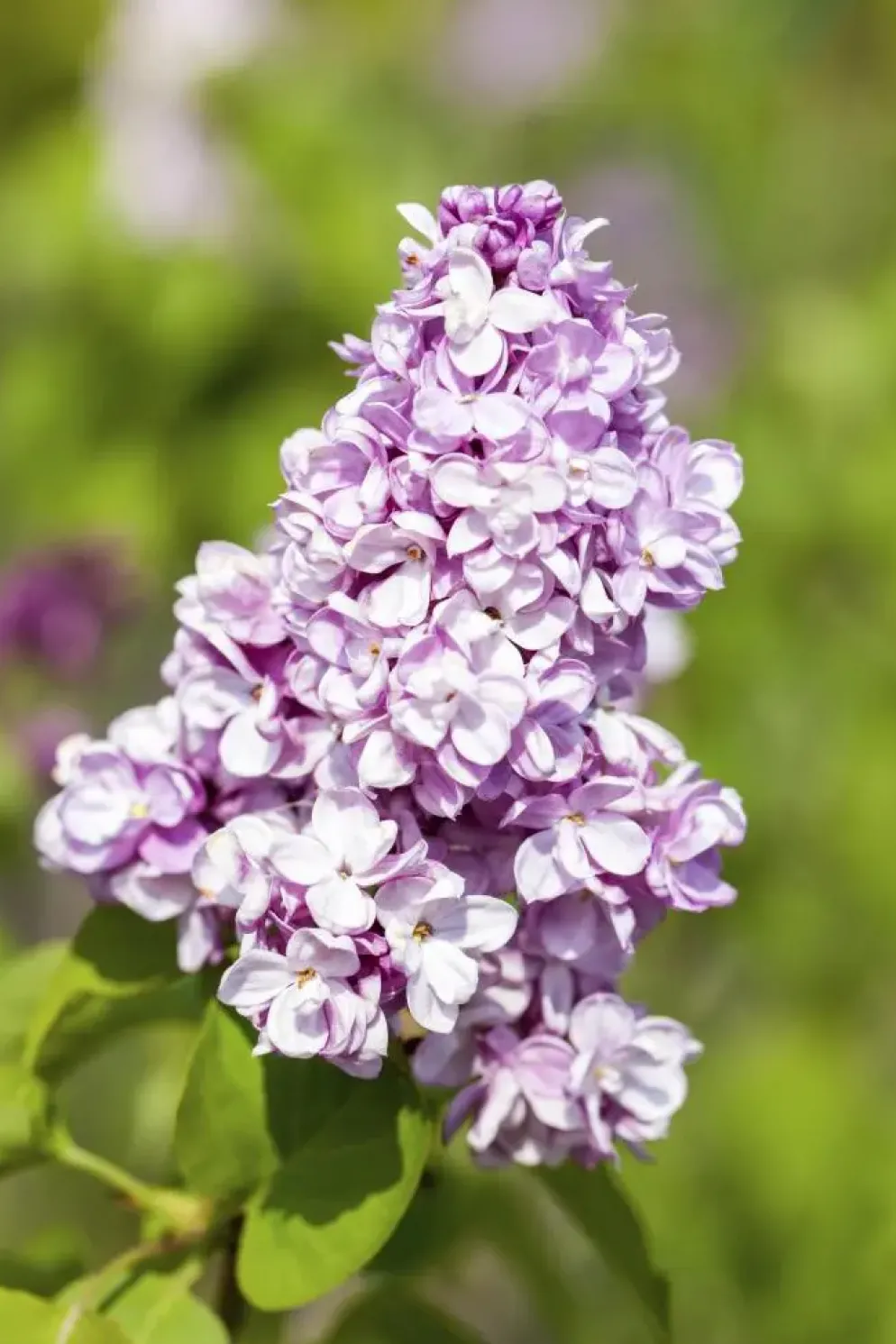 Syringa vulgaris (Gewone sering)