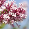 Syringa x prestoniae 'Redwine' (Sering 'Redwine')