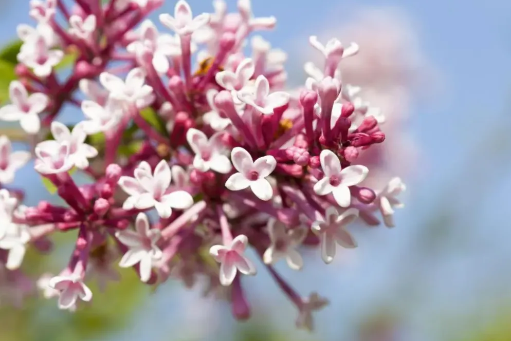 Syringa x prestoniae 'Redwine' (Sering 'Redwine')