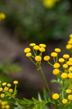 Tanacetum vulgare (Boerenwormkruid)