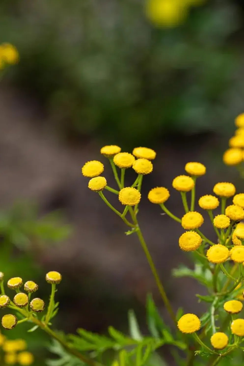 Tanacetum vulgare (Boerenwormkruid)