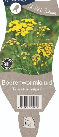 Tanacetum vulgare (Boerenwormkruid)