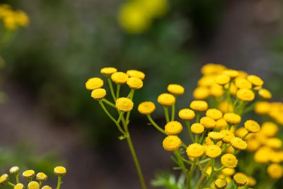 Tanacetum vulgare (Boerenwormkruid)