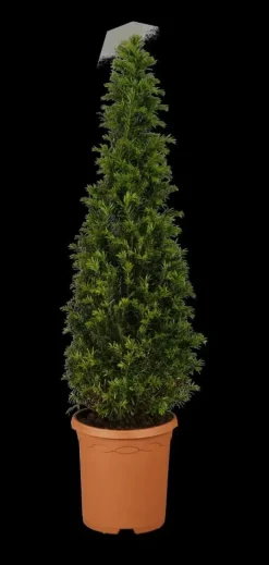 Taxus baccata (Venijnboom)