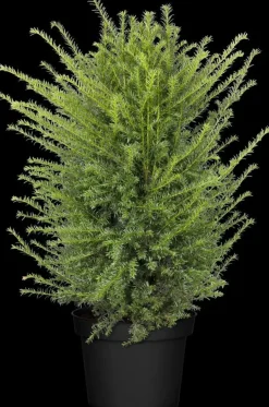 Taxus baccata (Venijnboom)