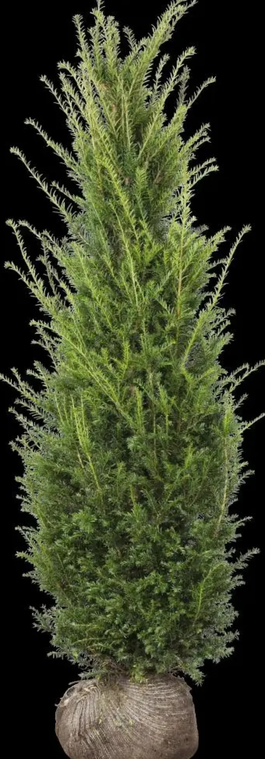 Taxus baccata (Venijnboom)