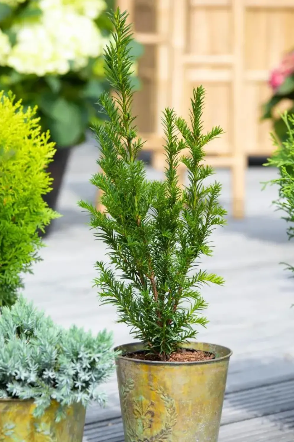 Taxus baccata (Venijnboom)