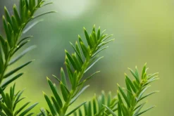 Taxus baccata (Venijnboom)