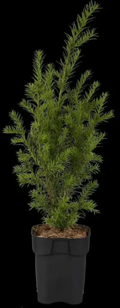 Taxus baccata (Venijnboom)