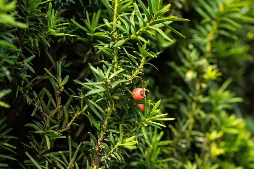 Taxus baccata (Venijnboom)