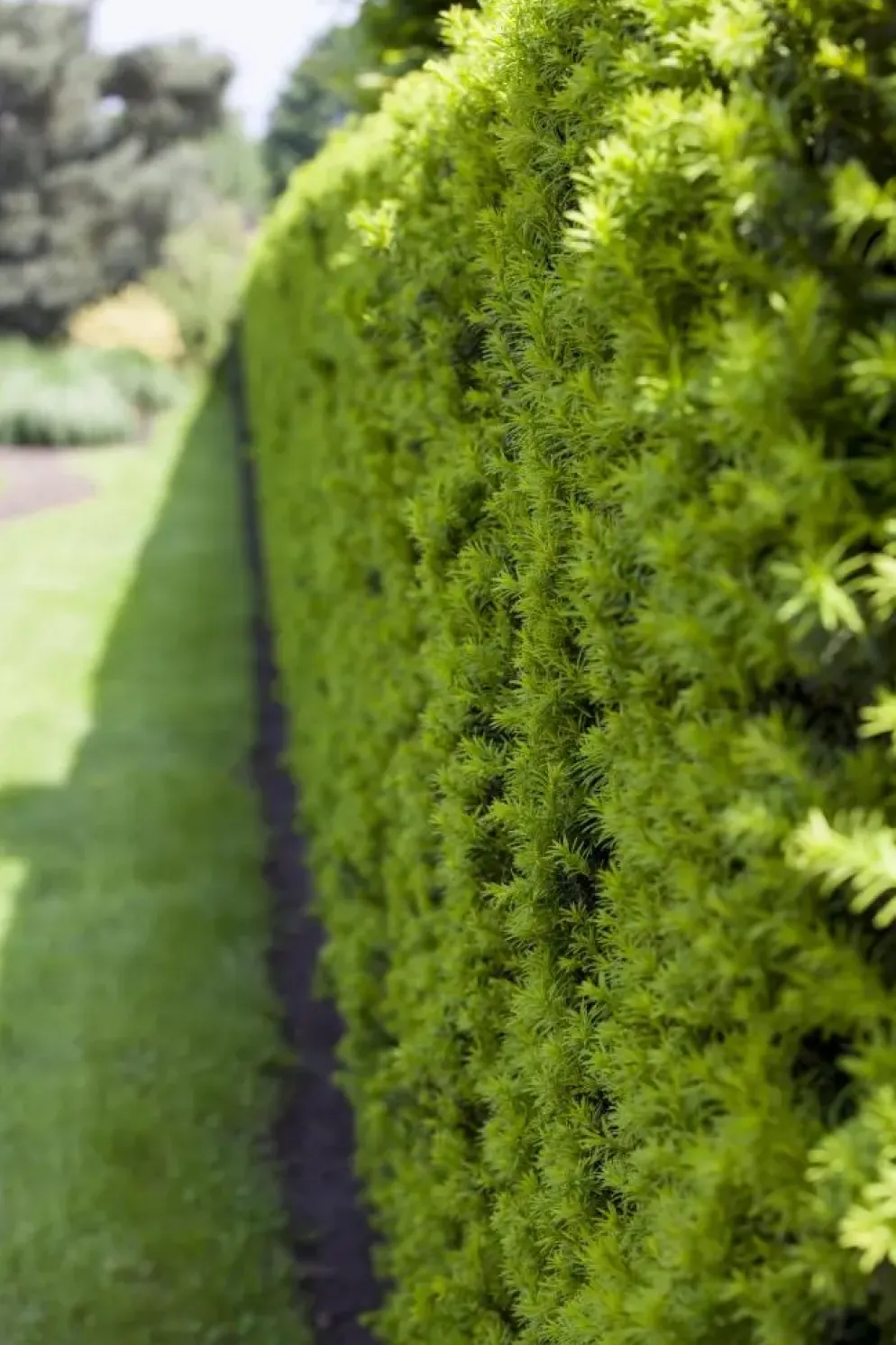 Taxus baccata (Venijnboom)
